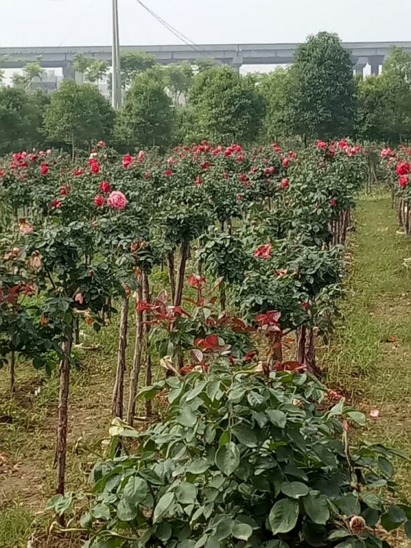 树型月季