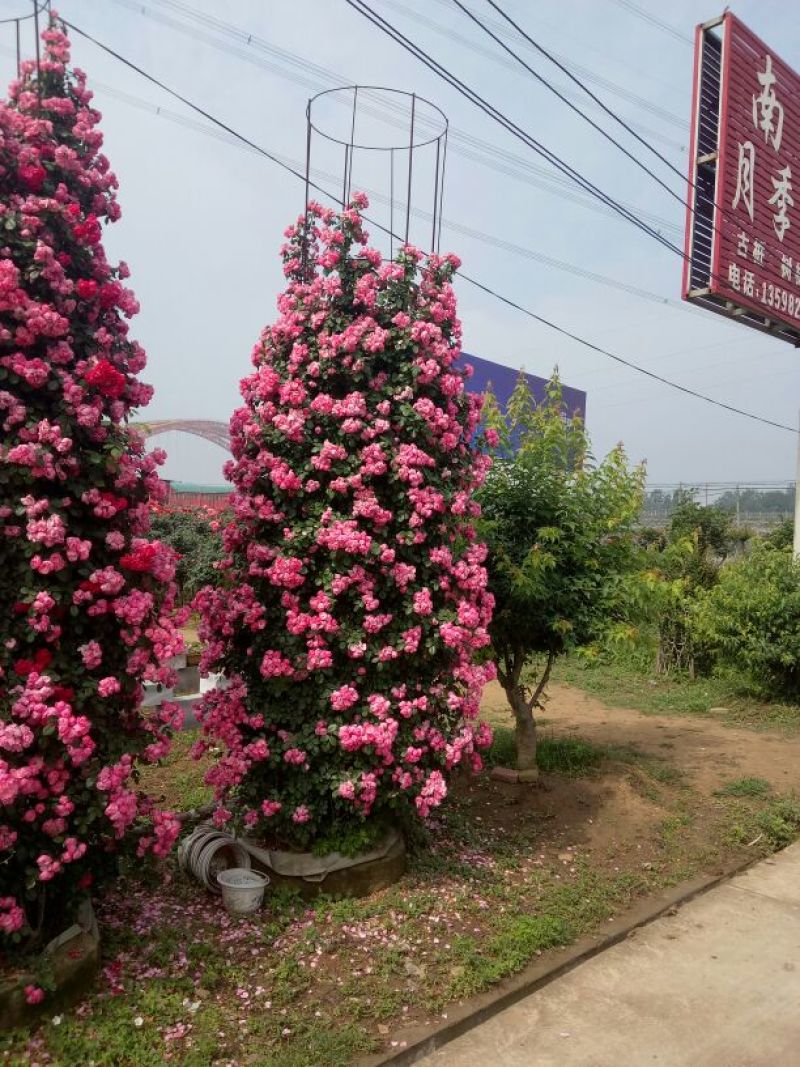 树型月季