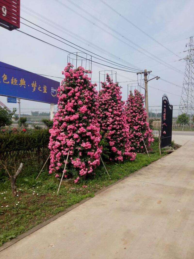 树型月季