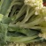 白面青梗松花菜松花菜