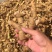 黄精大别山多花姜型甜黄精