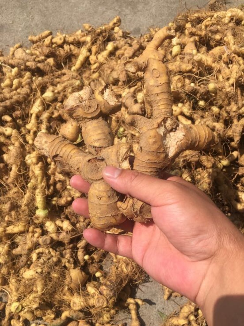 黄精大别山多花姜型甜黄精