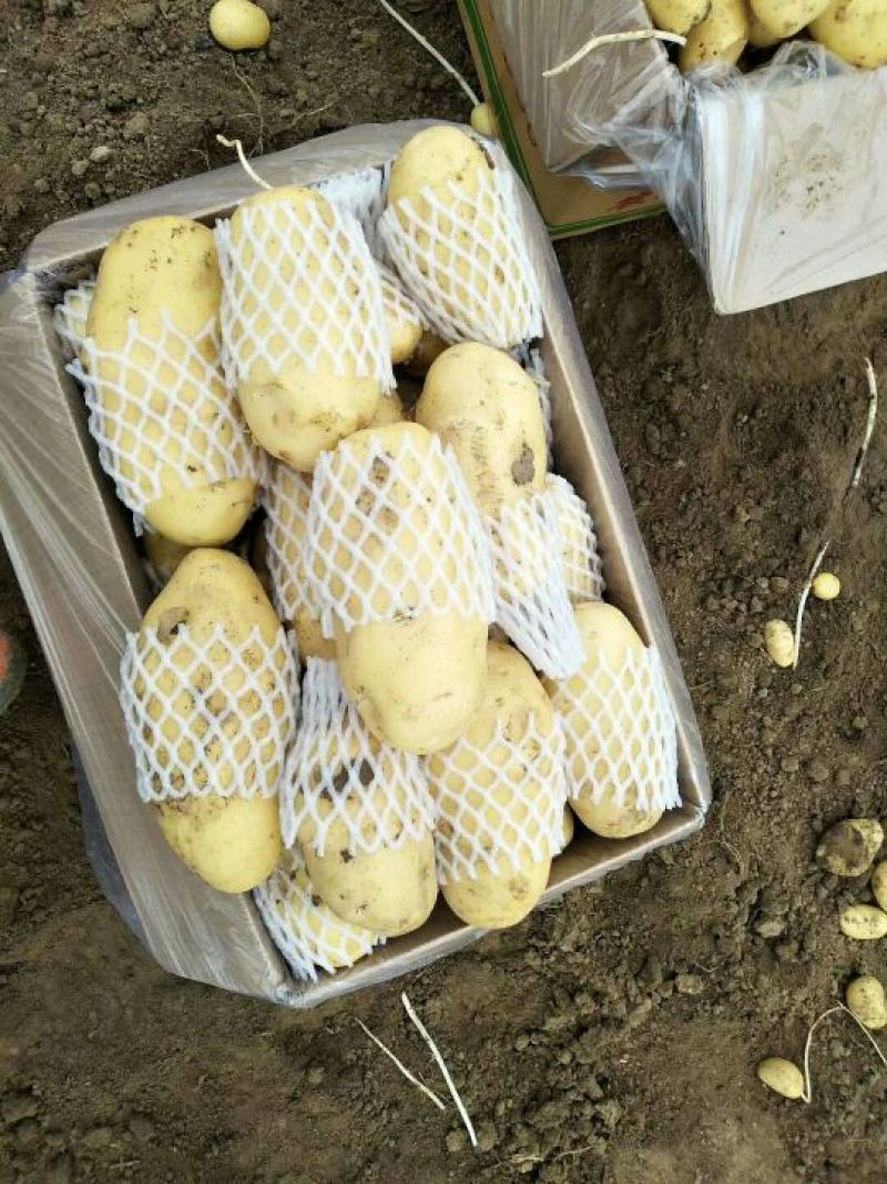 山东肥城荷兰十五土豆装箱，装袋，冷库储存，各种规格包装