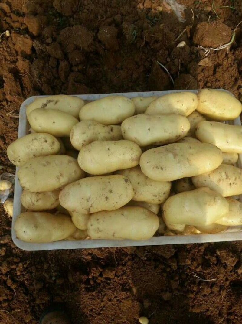 山东肥城荷兰十五土豆装箱，装袋，冷库储存，各种规格包装