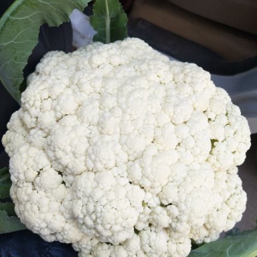 河南通许精品散花，白面青梗松花菜大量供应