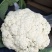 河南通许精品散花，白面青梗松花菜大量供应