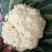 河南通许精品散花，白面青梗松花菜大量供应