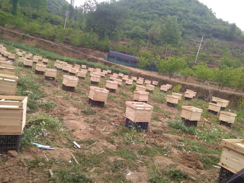 马场创新中蜂土蜂养殖销售平箱装