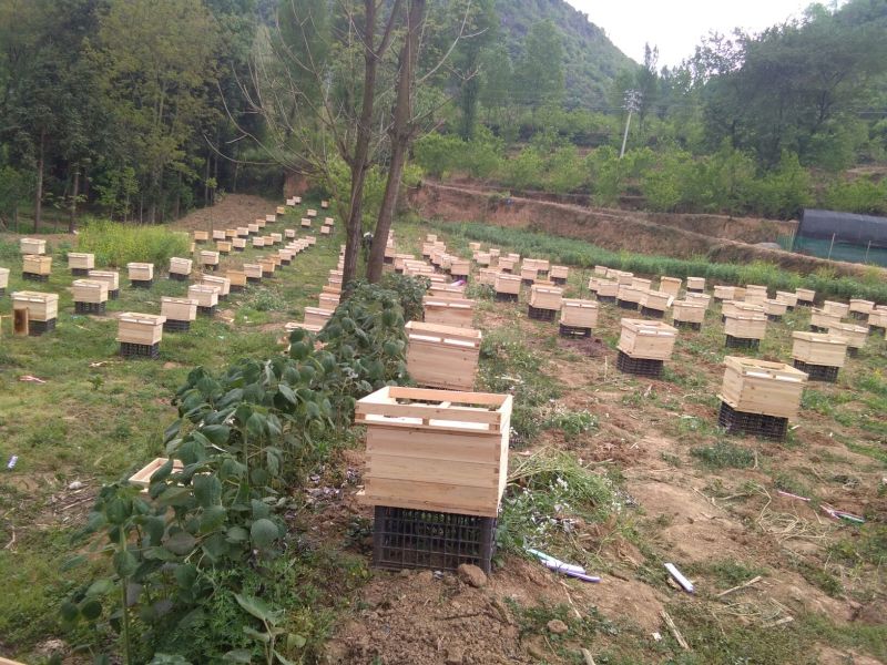 马场创新中蜂土蜂养殖销售平箱装