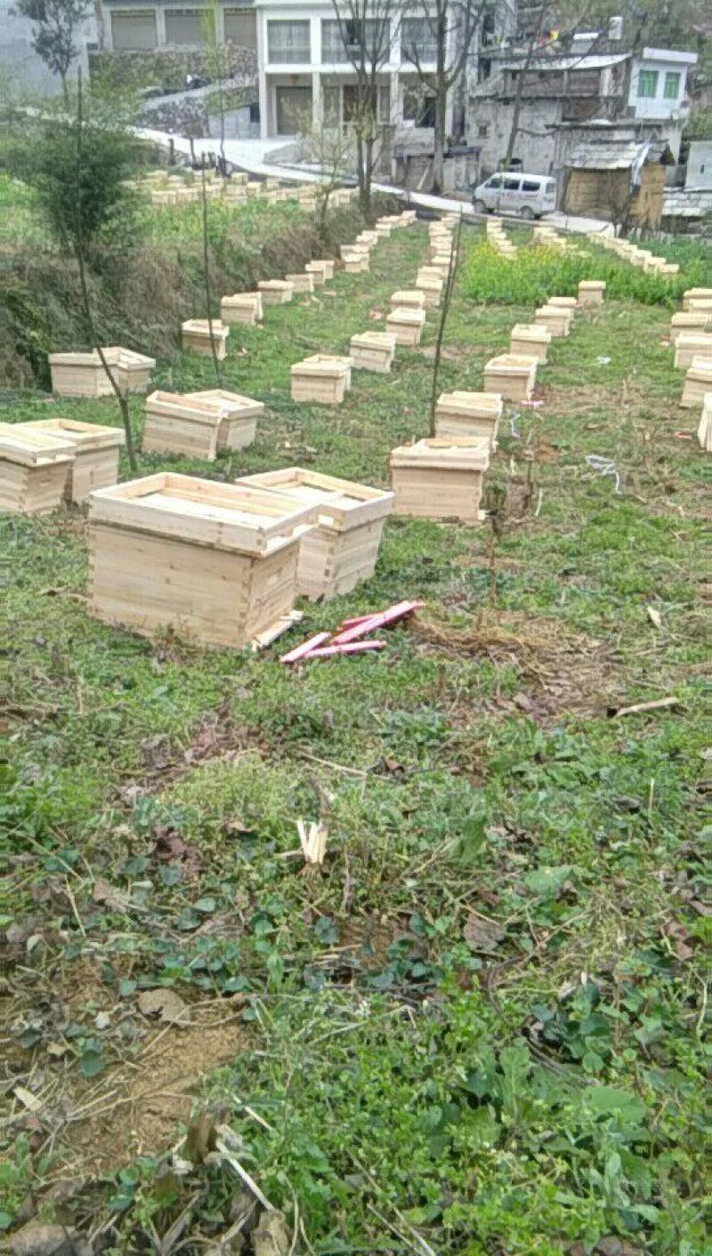 马场创新中蜂土蜂养殖销售平箱装