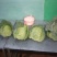 甘蓝产地直供甘蓝小铁头圆包菜1~2公斤精品