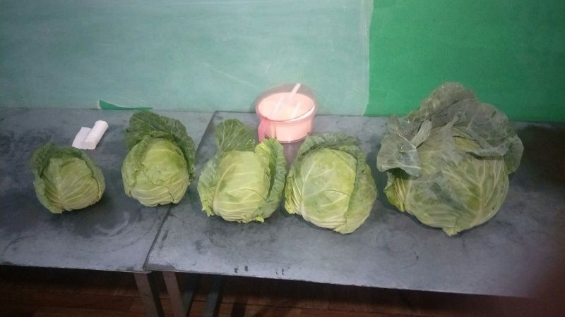 甘蓝产地直供甘蓝小铁头圆包菜1~2公斤精品
