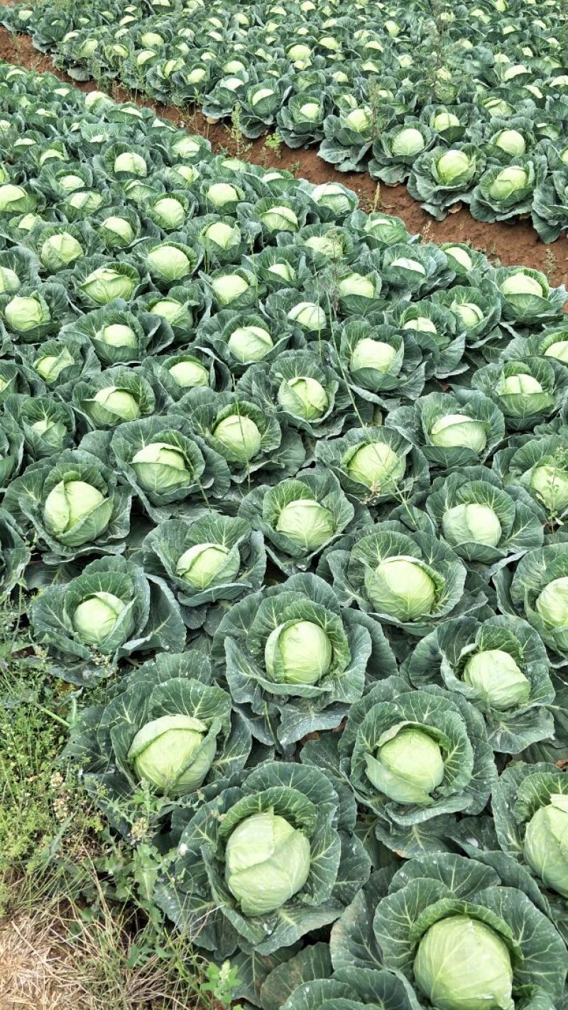 甘蓝产地直供甘蓝小铁头圆包菜1~2公斤精品