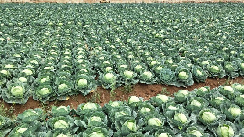 甘蓝产地直供甘蓝小铁头圆包菜1~2公斤精品