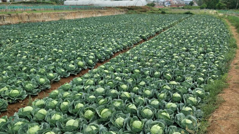 甘蓝产地直供甘蓝小铁头圆包菜1~2公斤精品