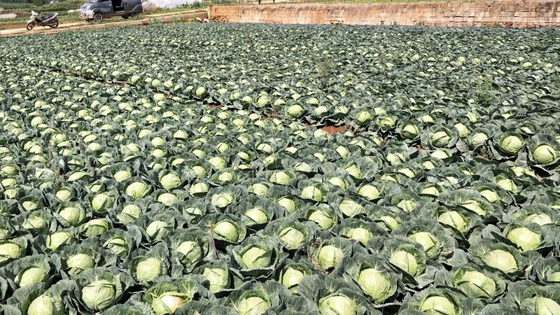甘蓝产地直供甘蓝小铁头圆包菜1~2公斤精品