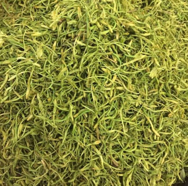 金银花青色