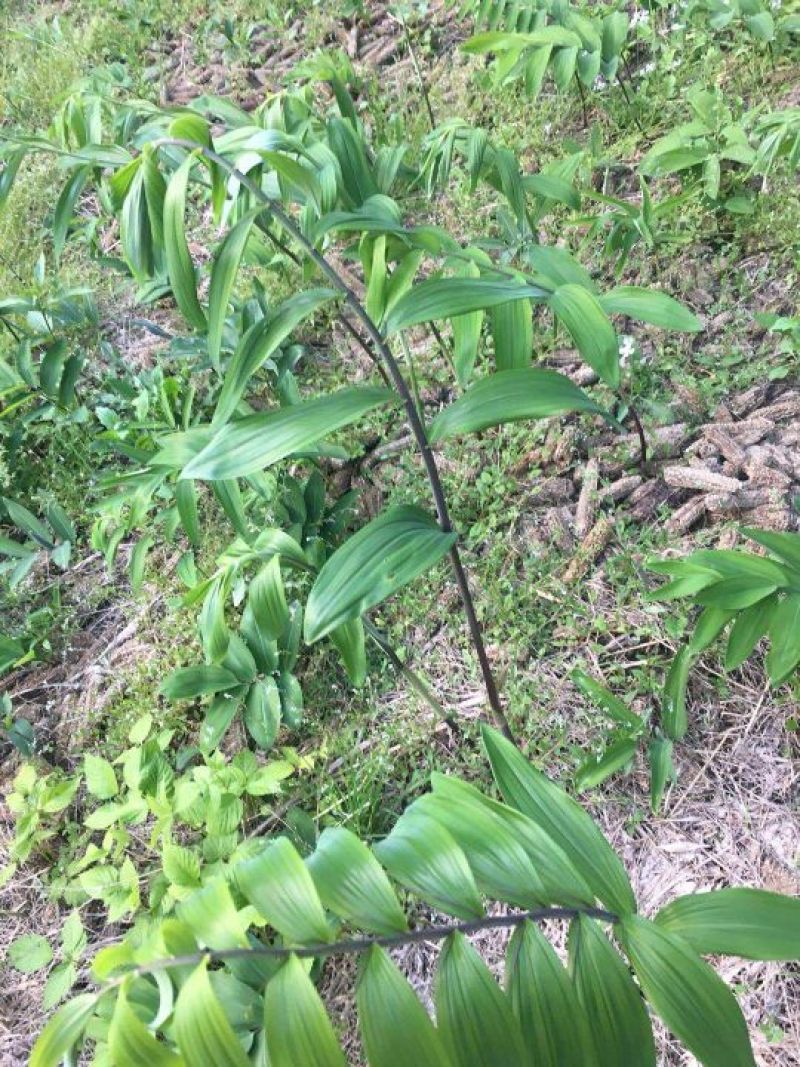黄精大别山多花姜型甜黄精