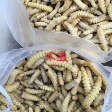 木虫50斤订量起