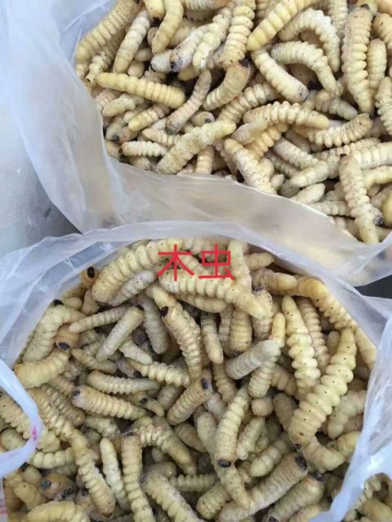 木虫50斤订量起
