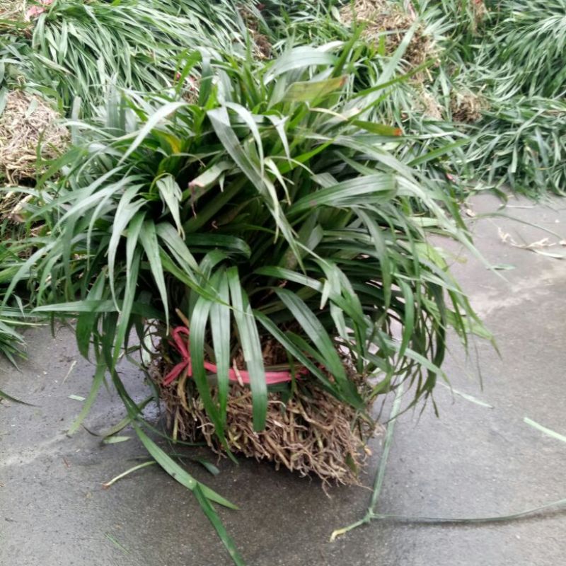 吉祥草