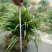 吉祥草