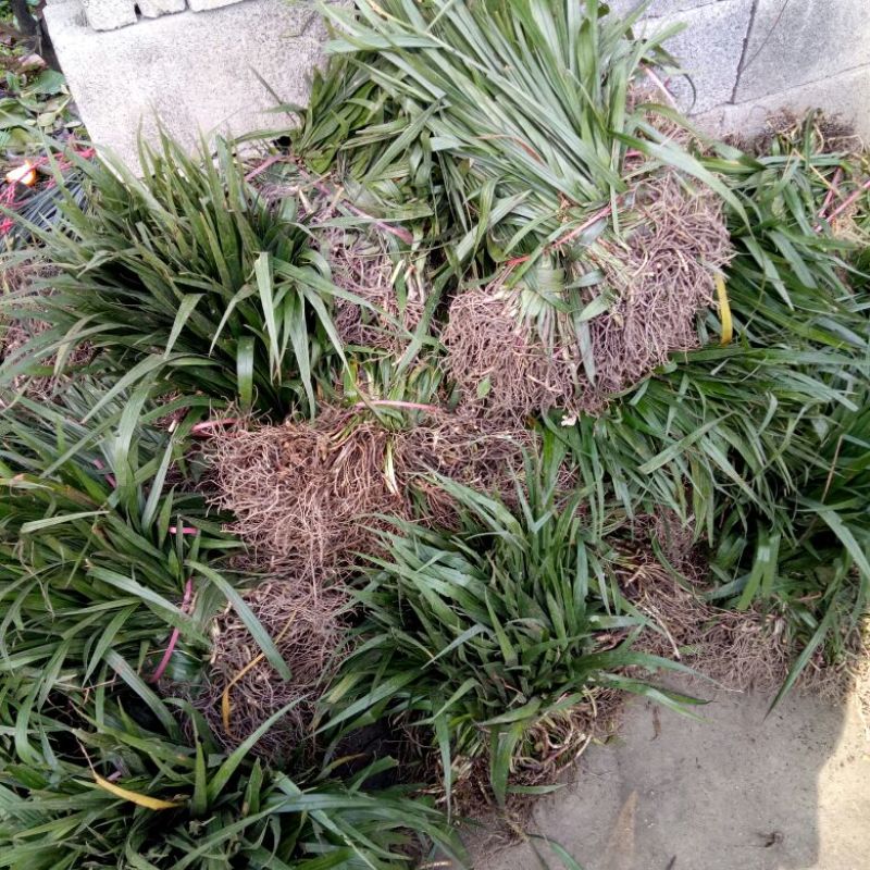 吉祥草