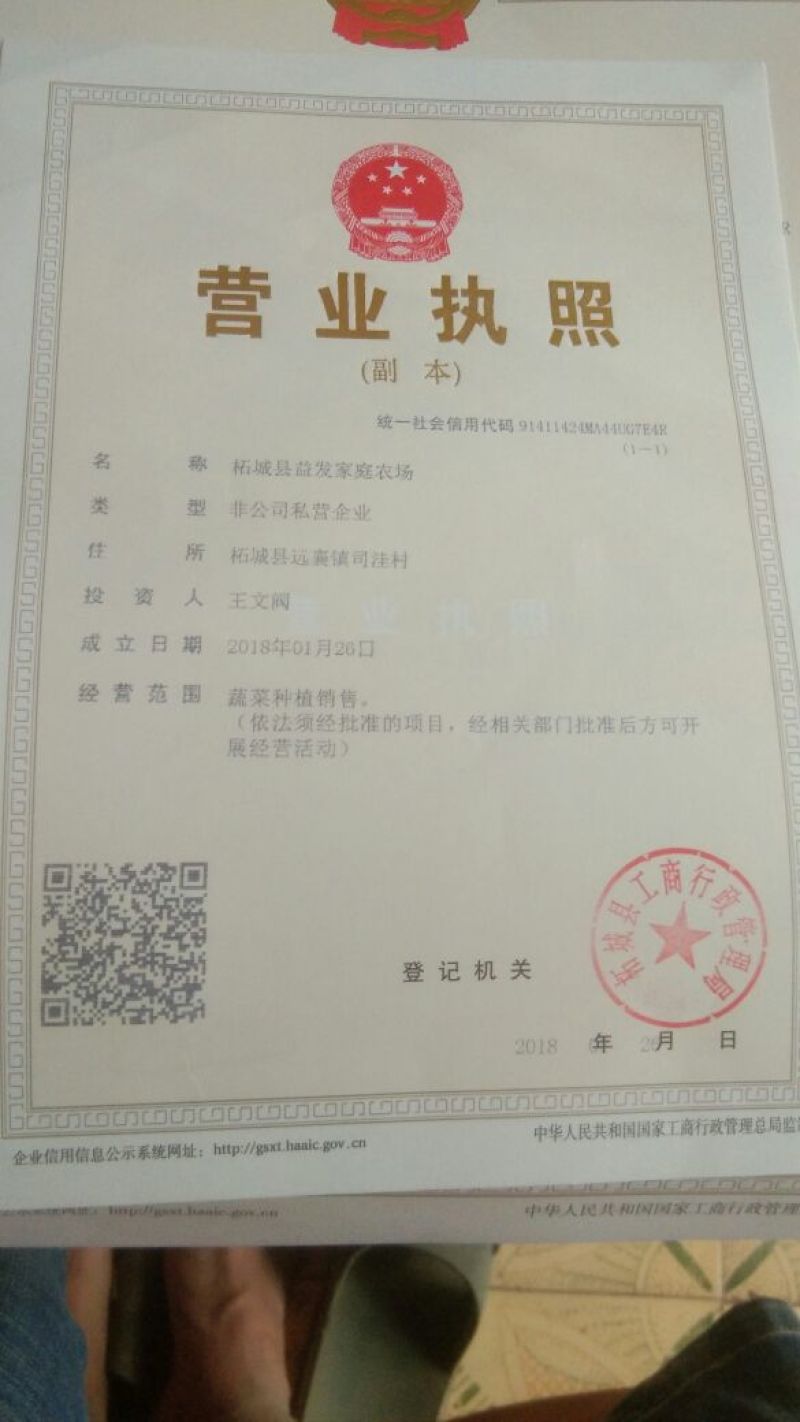 美国胜利西芹55公分以上