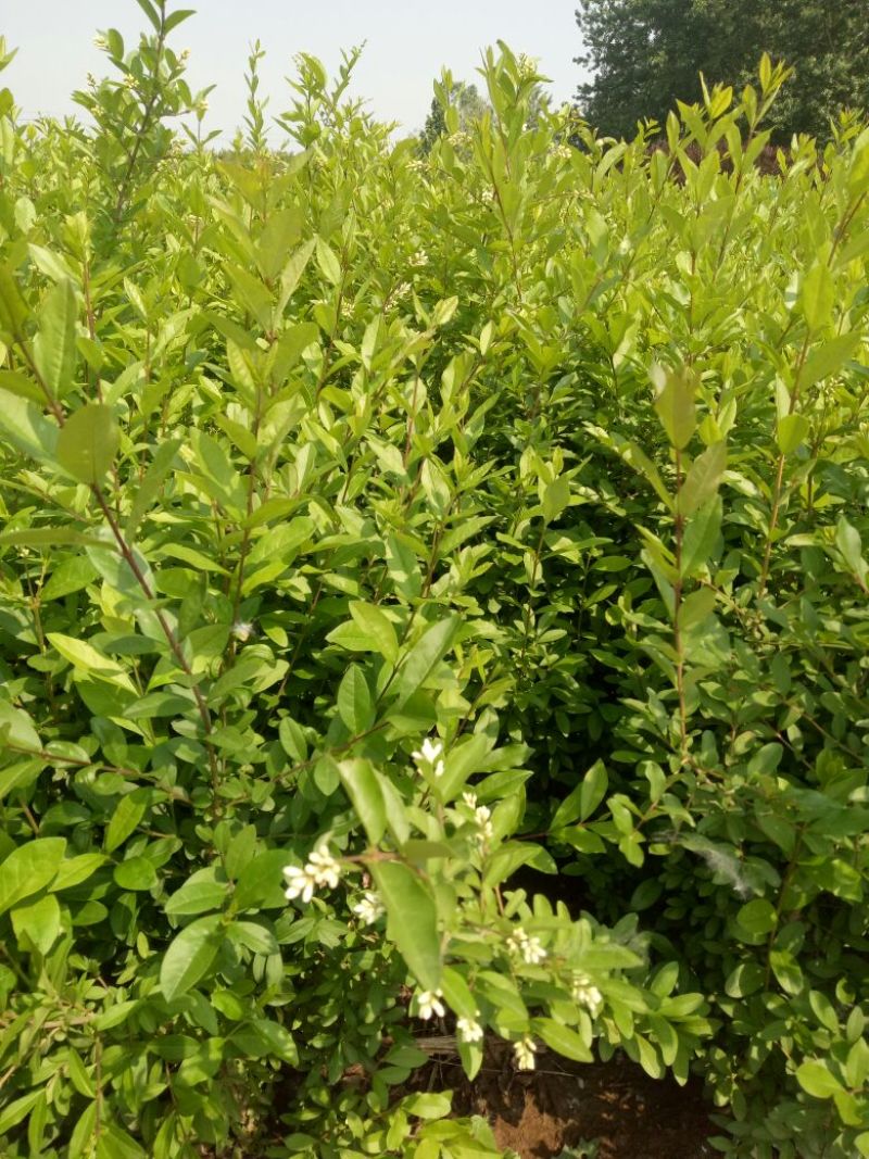 水蜡30-50公分，绿化工程苗