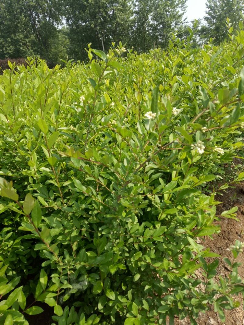 水蜡30-50公分，绿化工程苗