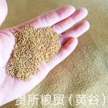 武安小米（谷子）
