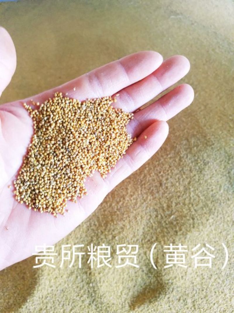 武安小米（谷子）