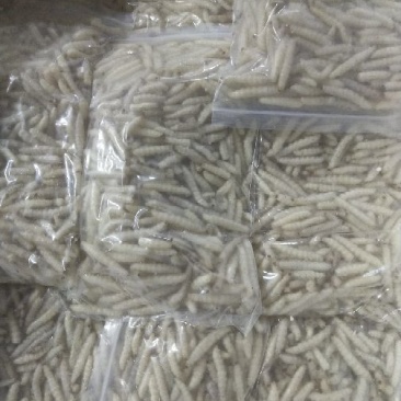 竹虫最少订量50斤起