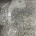 竹虫最少订量50斤起