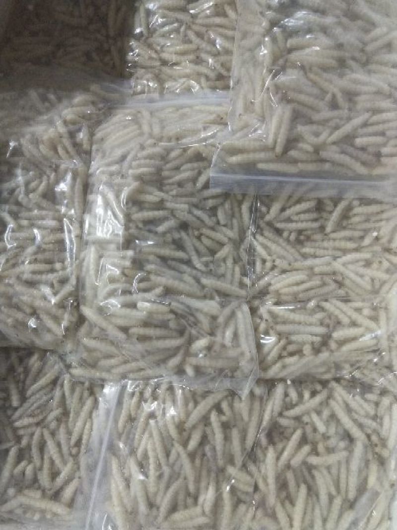 竹虫最少订量50斤起