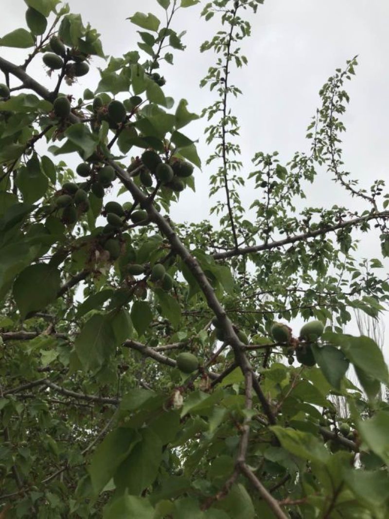 新疆小白杏轮台库车一件代发落地配包邮