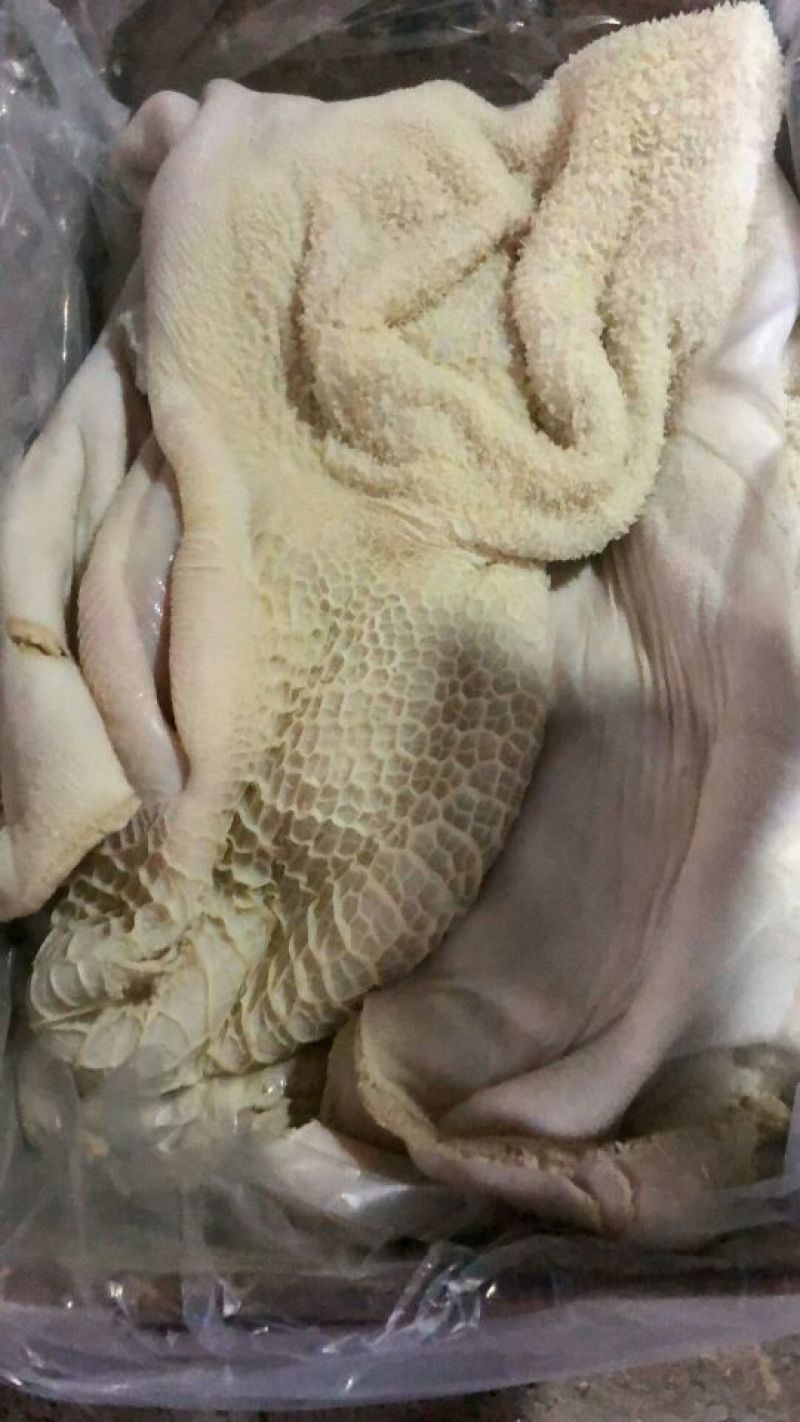 牛肚