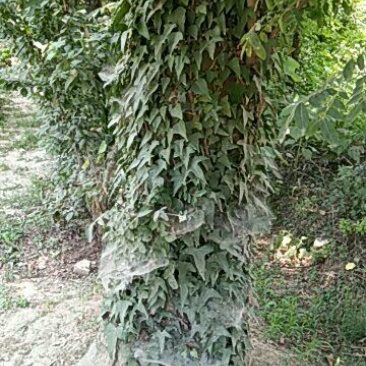 45公分的皂角树