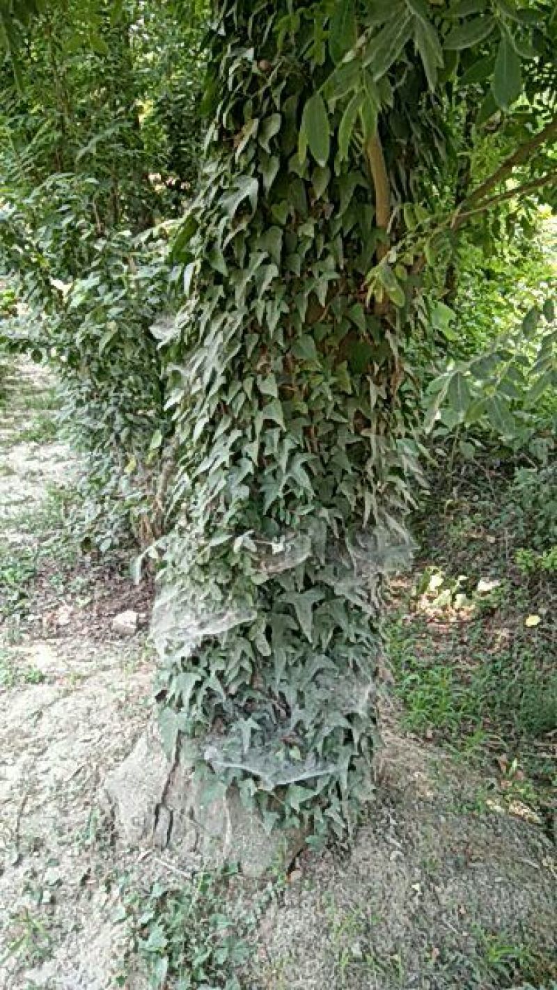 45公分的皂角树