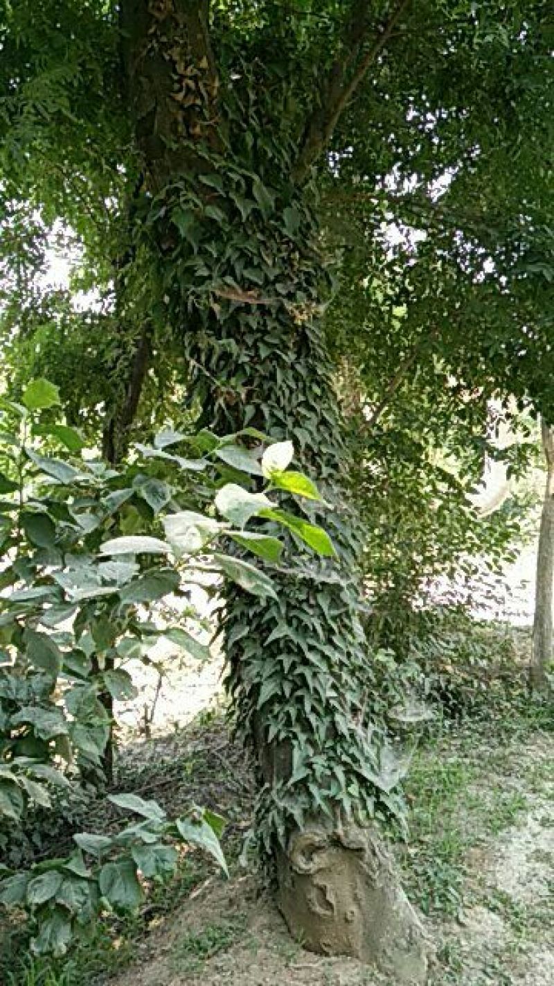 45公分的皂角树