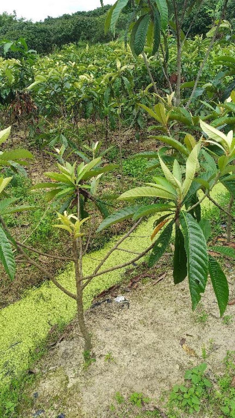 枇杷树苗51~80cm