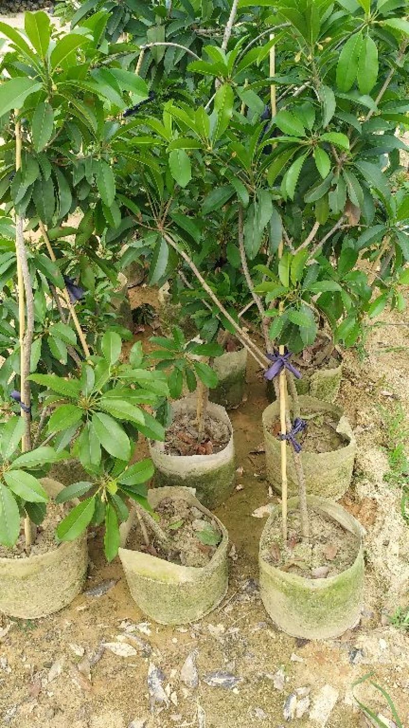 火龙果苗