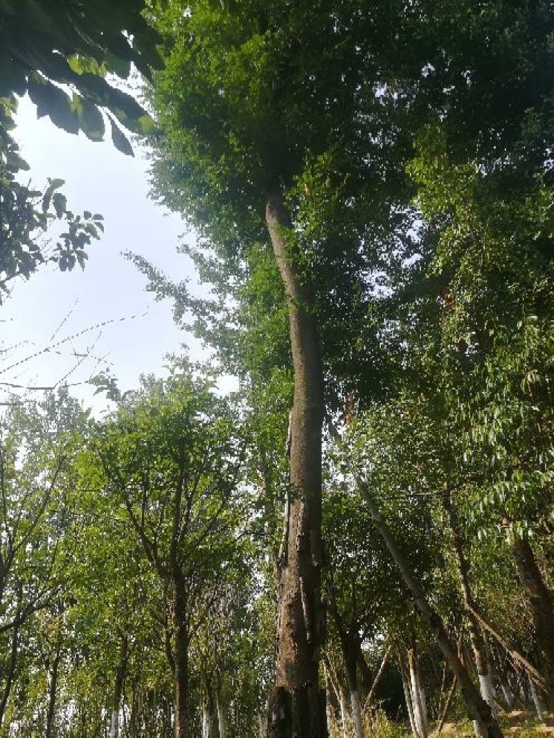 皂角树