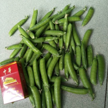 甜脆豌豆，饱满