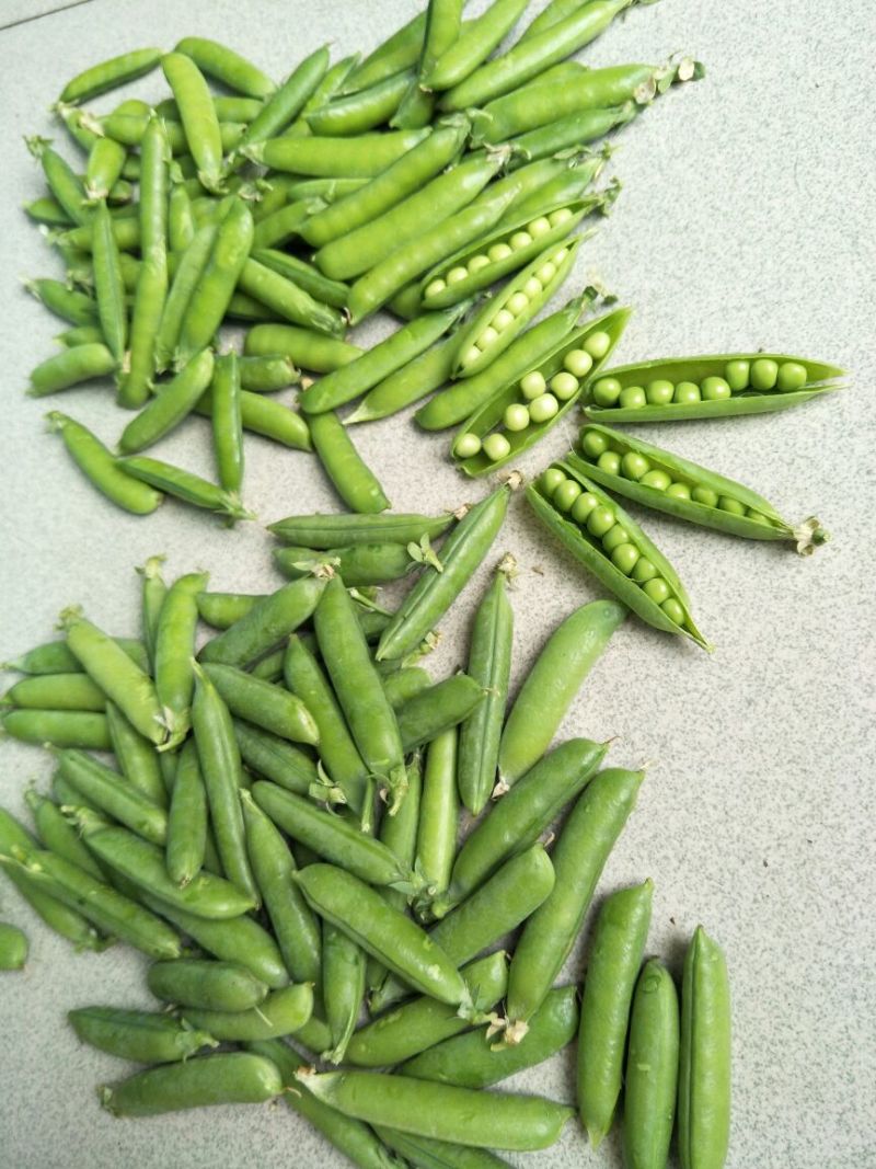 甜脆豌豆，饱满