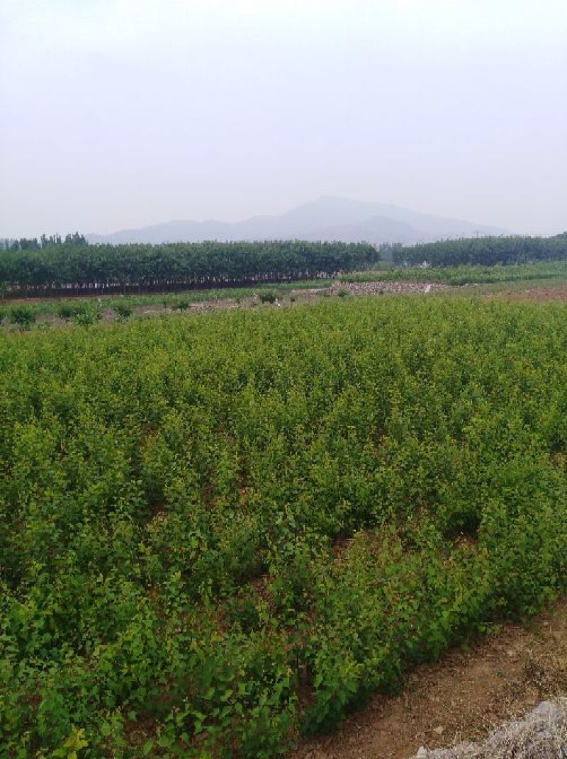 【实力推荐】珍珠油杏树苗量大质优价格优惠免费指导技术