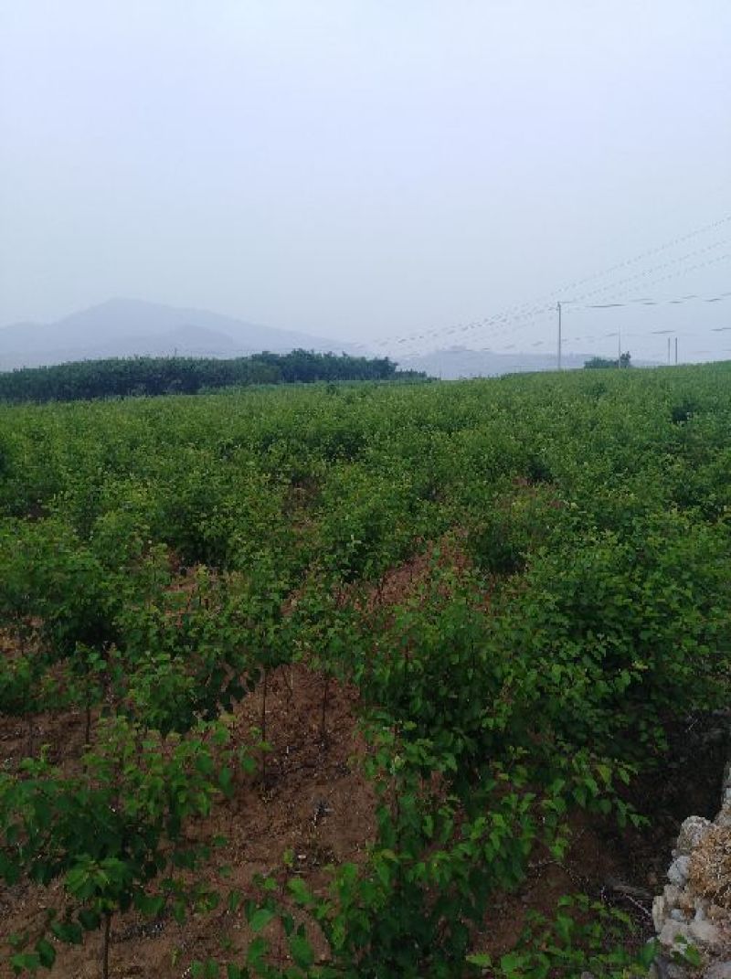 【实力推荐】珍珠油杏树苗量大质优价格优惠免费指导技术
