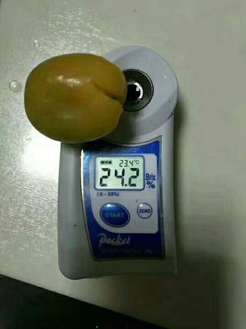 【实力推荐】珍珠油杏树苗量大质优价格优惠免费指导技术