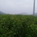 【实力推荐】珍珠油杏树苗量大质优价格优惠免费指导技术