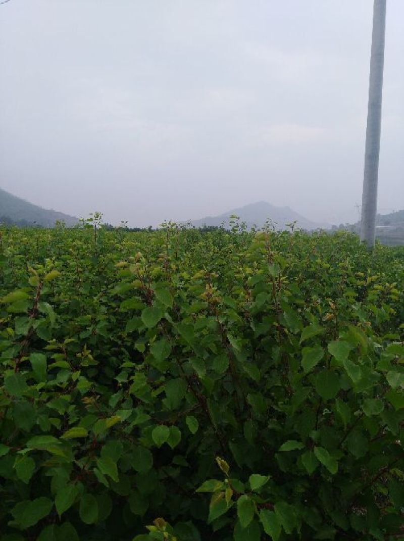 【实力推荐】珍珠油杏树苗量大质优价格优惠免费指导技术